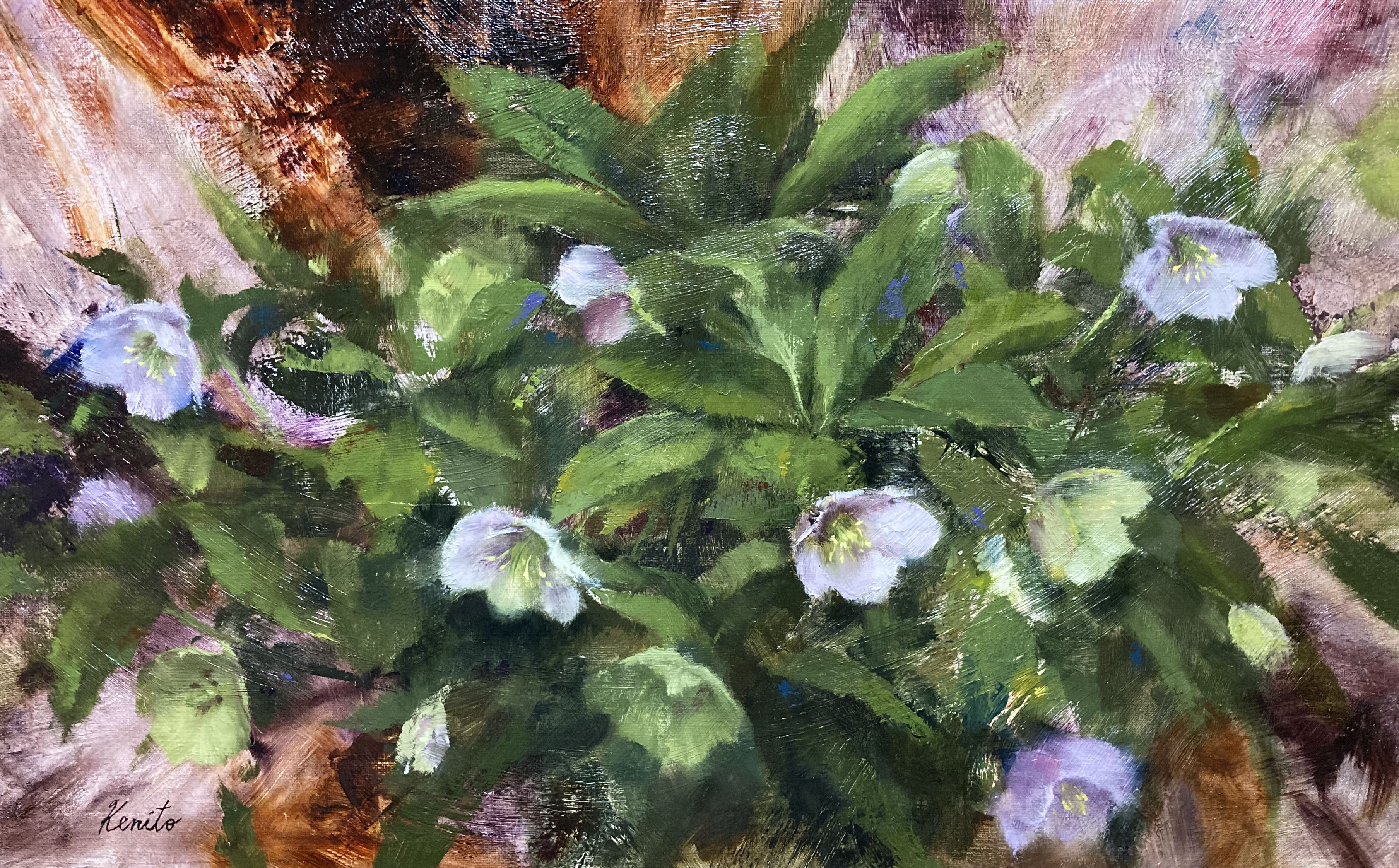 クリスマスローズ