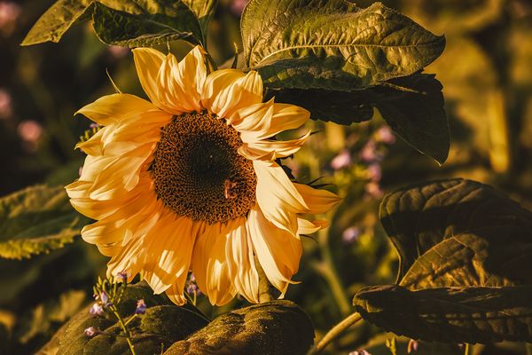 sunflower-3759285_1920.jpg